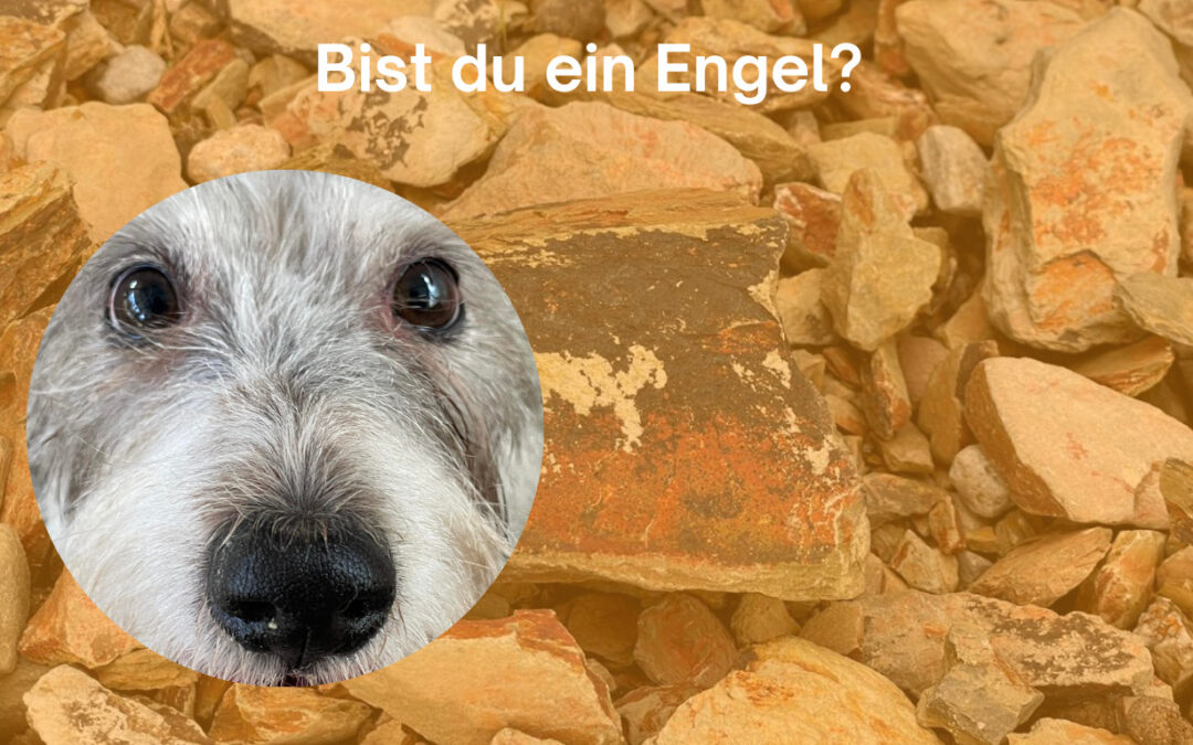 Nika auf der Suche nach einem Engel